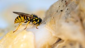 wasp1200x675